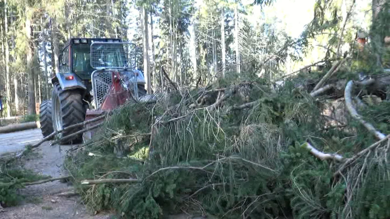 MEgional am 4. April 2019 mit Sturmschäden im Bornwald MEgional am 4. April 2019 mit Sturmschäden im Bornwald